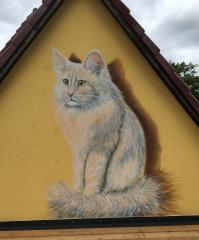 Kater "Fin"